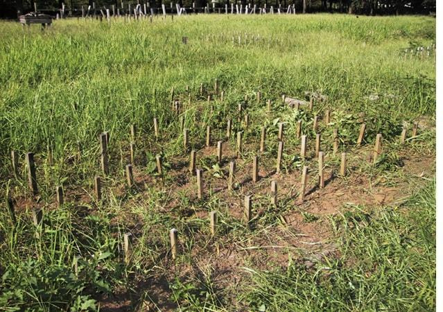 筑波森林総合研究所での杭打ち試験(野外に放置)