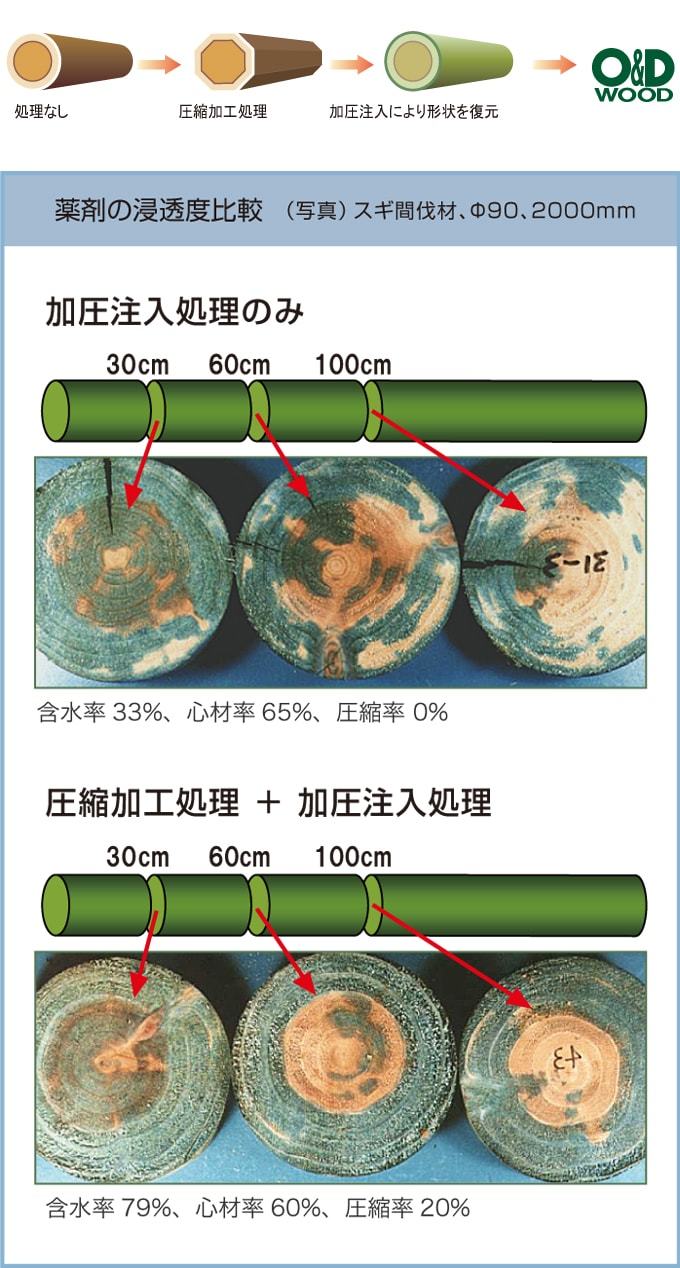 木材の薬剤浸透度が分かる輪切りの画像