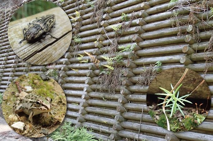 Ｏ＆Ｄウッド護岸工の木材に虫やカエルなどが生息している様子