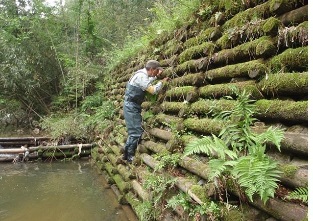 木材の隙間に生物がいるのかを目視で確認している様子